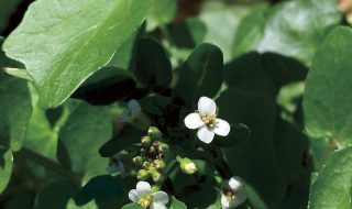 オランダガラシの花の写真