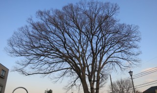 オープンリビングの目の前にある、公園のけやきの木