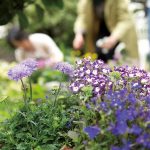 手入れされた庭・お花