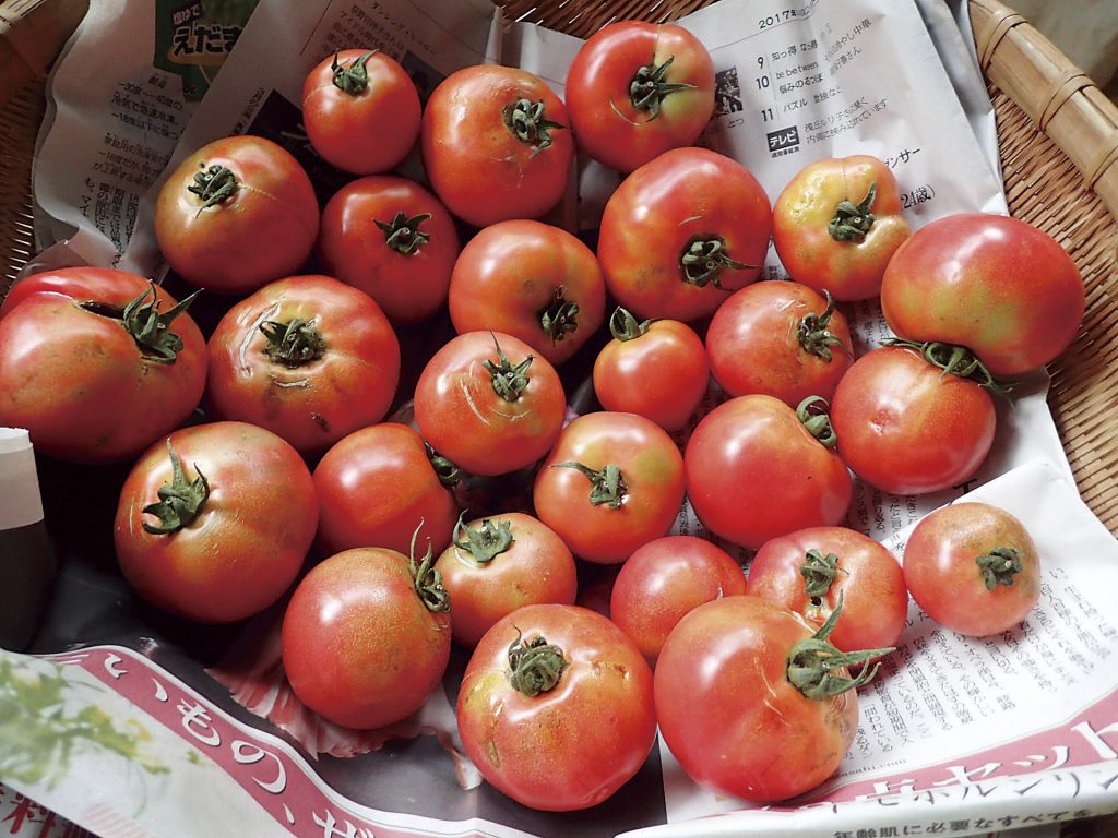 たくさんのトマト