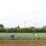 ＪＡつくば市谷田部　沼尻さんのネギ畑さ作業中の２人