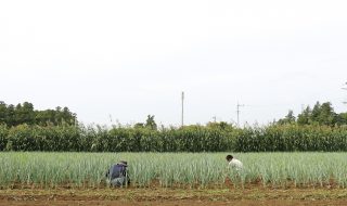 ＪＡつくば市谷田部　沼尻さんのネギ畑さ作業中の２人