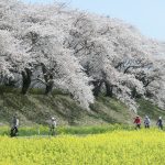 満開の桜並木の下、菜の花畑の中を走る自転車。