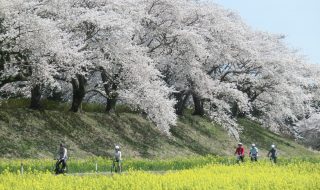 満開の桜並木の下、菜の花畑の中を走る自転車。