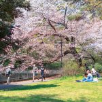 公園の桜の下を走る男性２人。芝生にはギターをひく男性や集まって食事をする人たちも