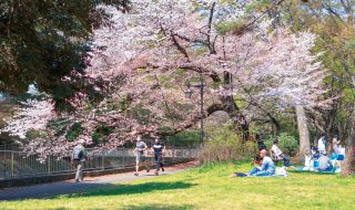 公園の桜の下を走る男性２人。芝生にはギターをひく男性や集まって食事をする人たちも